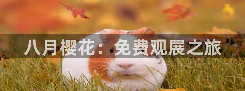 麻豆星空影视